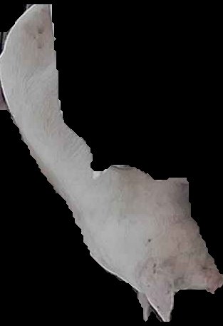 Crop