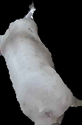Crop