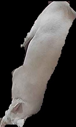 Crop
