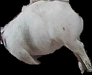 Crop