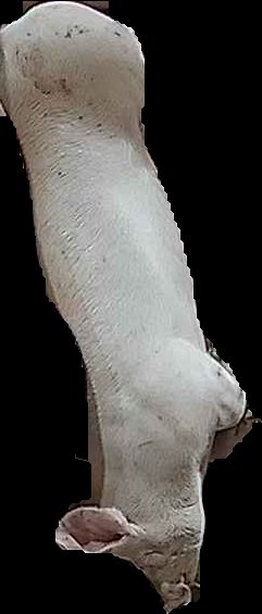 Crop