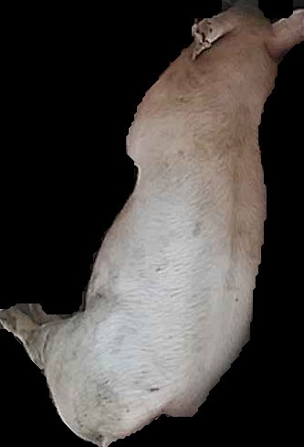 Crop