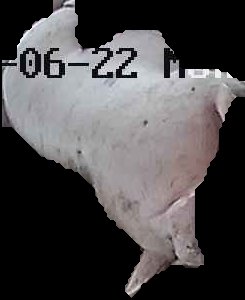 Crop