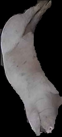 Crop
