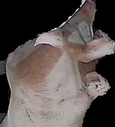 Crop