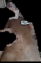 Crop
