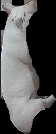 Crop