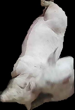 Crop
