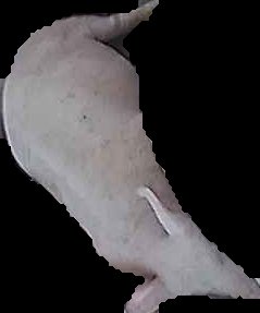 Crop