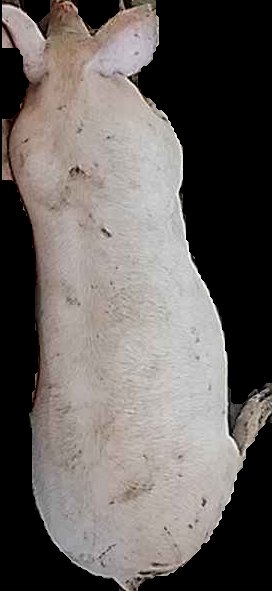 Crop