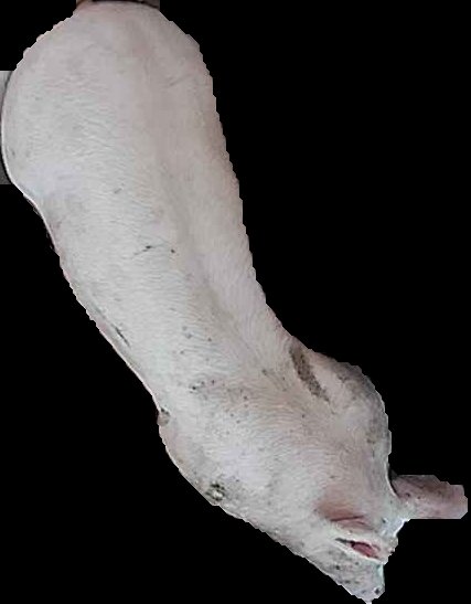 Crop