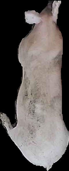 Crop