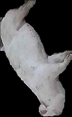 Crop