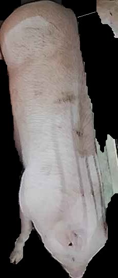 Crop