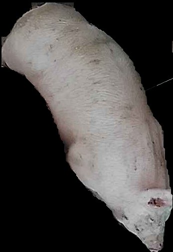 Crop