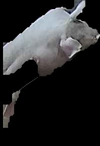 Crop