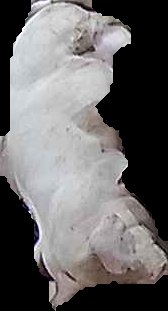 Crop