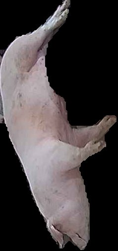 Crop