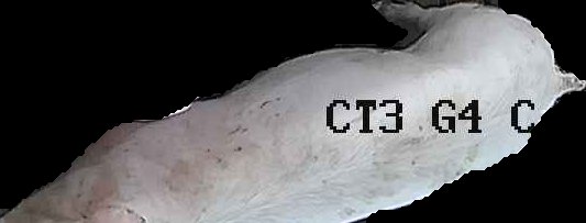 Crop