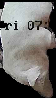 Crop