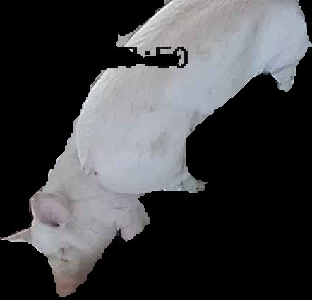 Crop