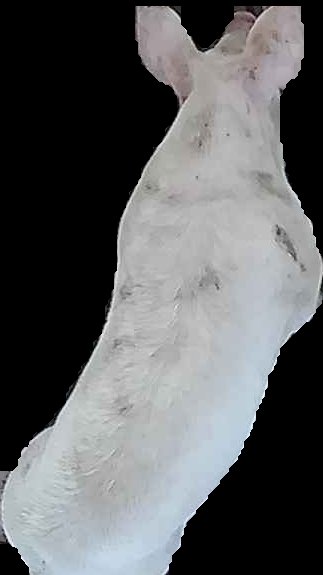 Crop