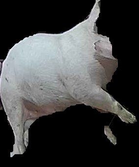 Crop