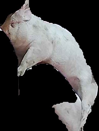 Crop