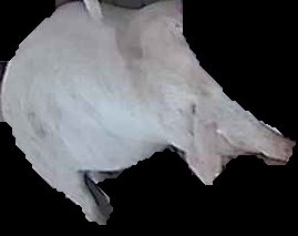 Crop