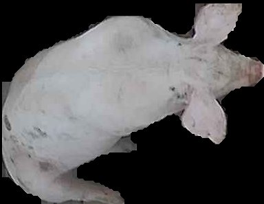 Crop