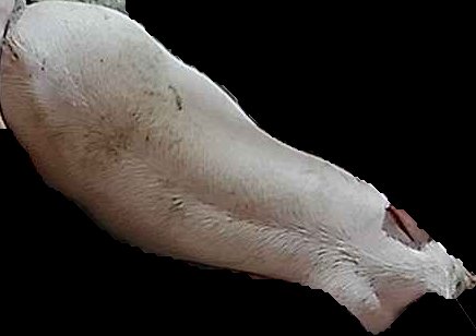 Crop