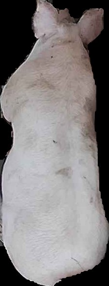 Crop