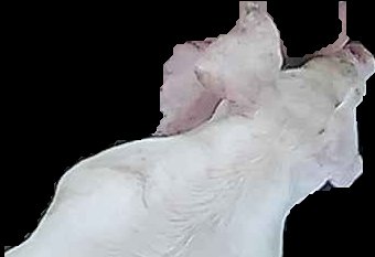 Crop