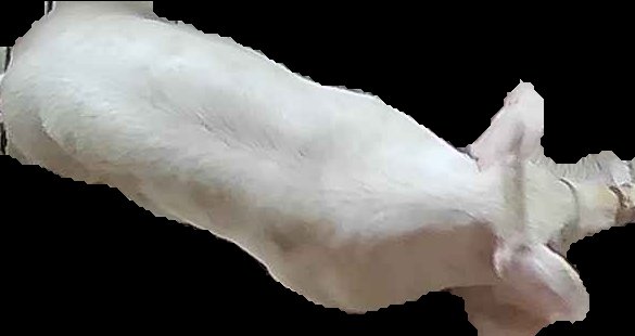 Crop