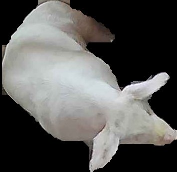 Crop