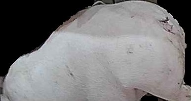 Crop