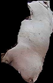 Crop