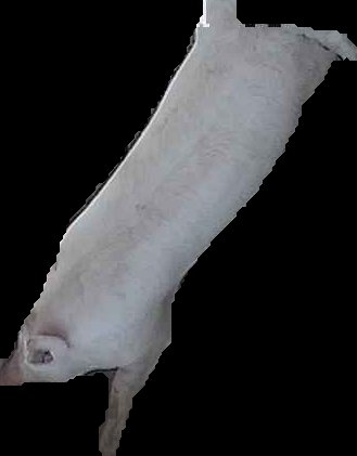 Crop