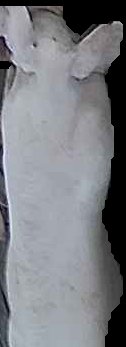 Crop