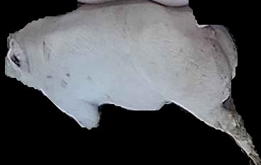 Crop