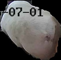 Crop