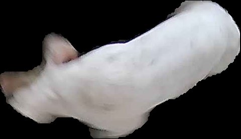 Crop