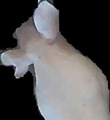 Crop