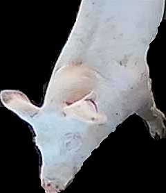Crop
