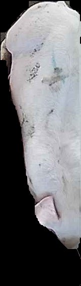 Crop