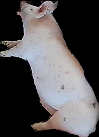 Crop