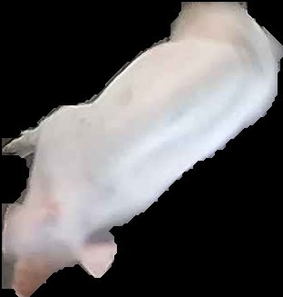 Crop