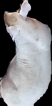 Crop