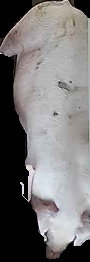 Crop