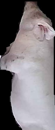 Crop